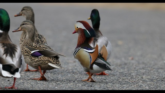 Mandarin Duck - ML549321311