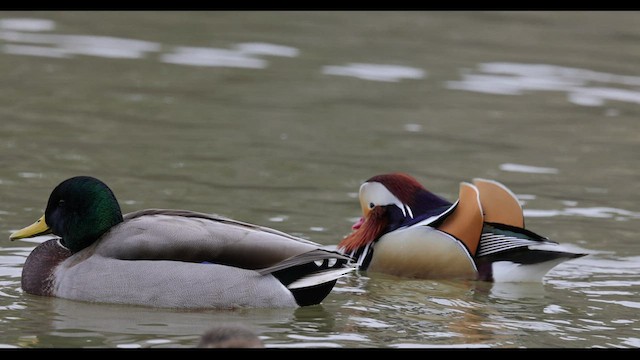 Mandarin Duck - ML549321471