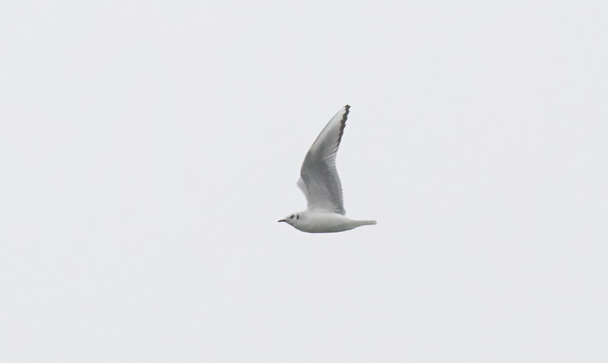 Bonaparte's Gull - ML549322251