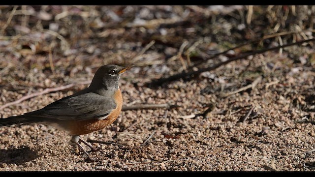 קיכלי נודד - ML549322941