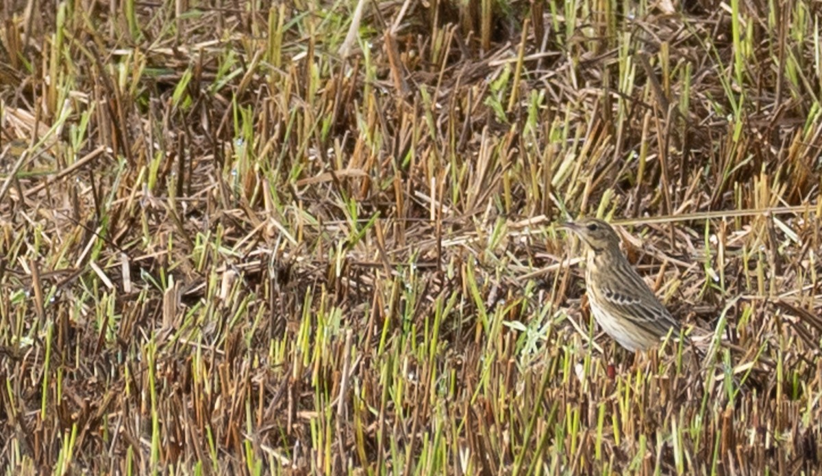 Tree Pipit - Kai Frueh