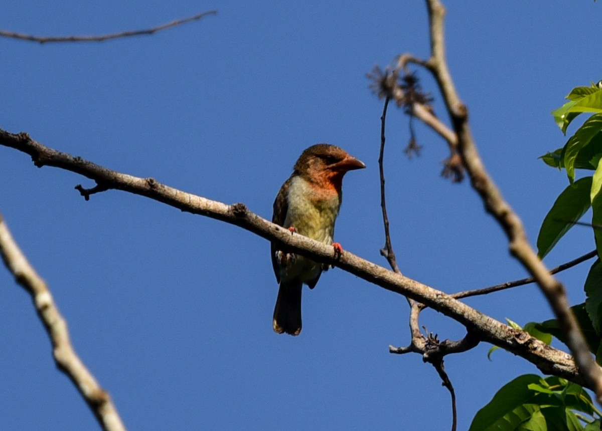 Brown Barbet - Bruce Wedderburn