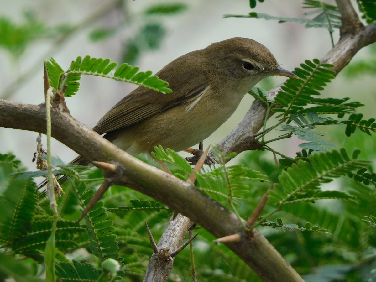 Booted Warbler - ML549324091