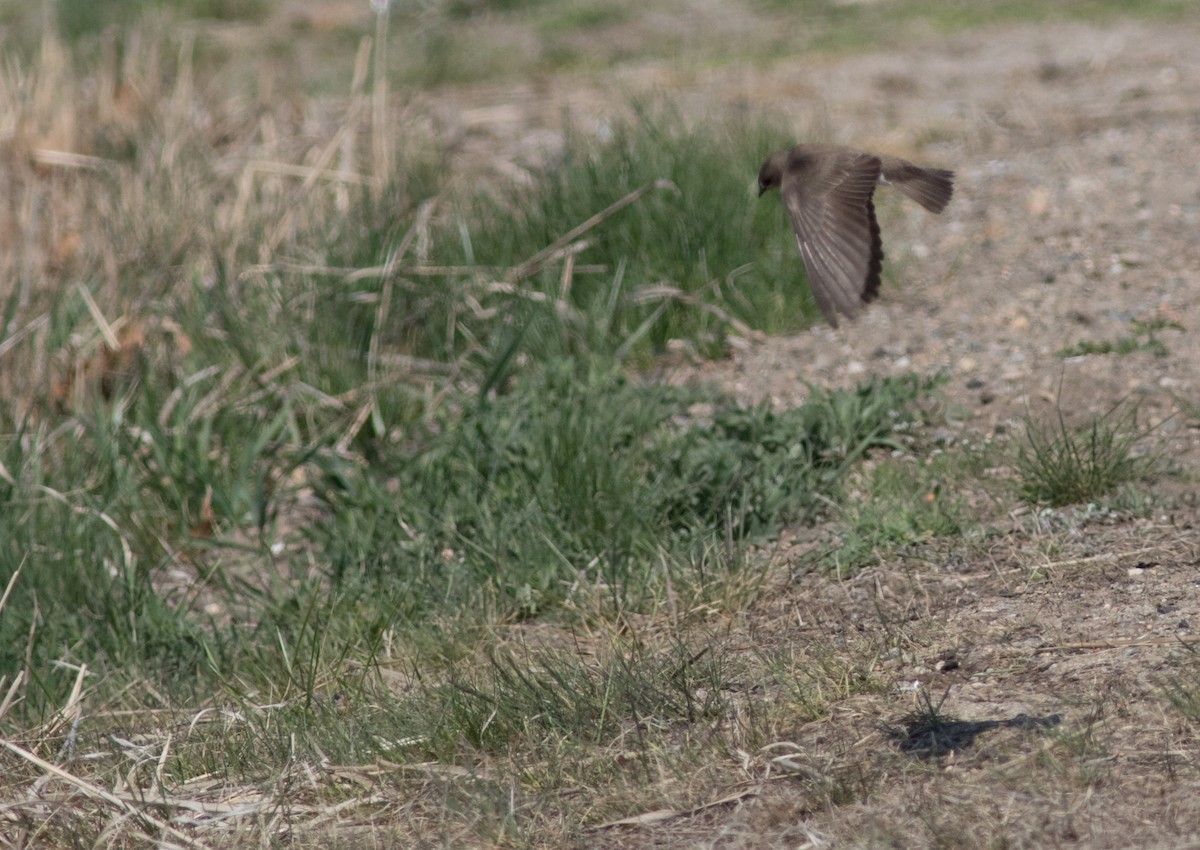 Northern Rough-winged Swallow - ML54932451