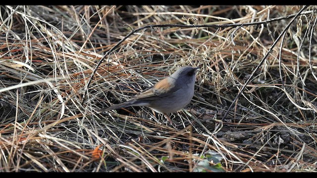 Юнко сірий (підвид dorsalis) - ML549324551