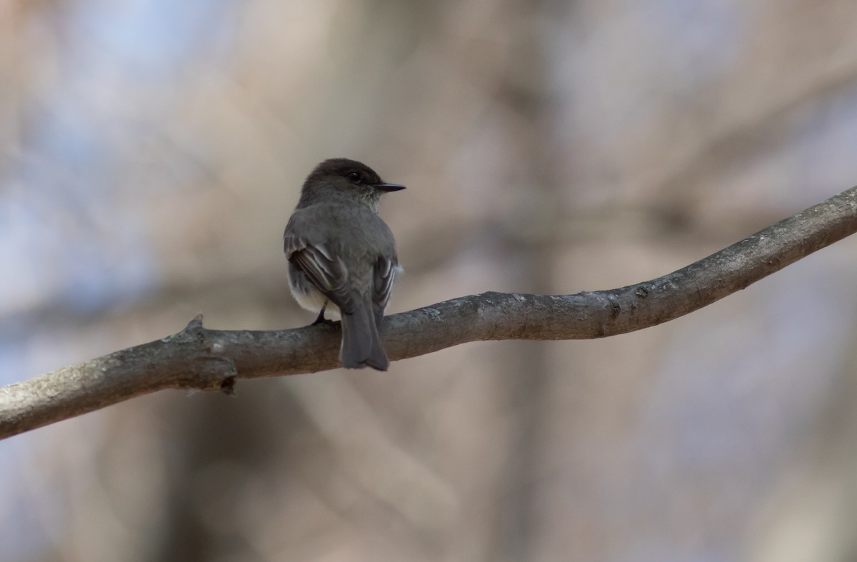 Eastern Phoebe - ML54932461