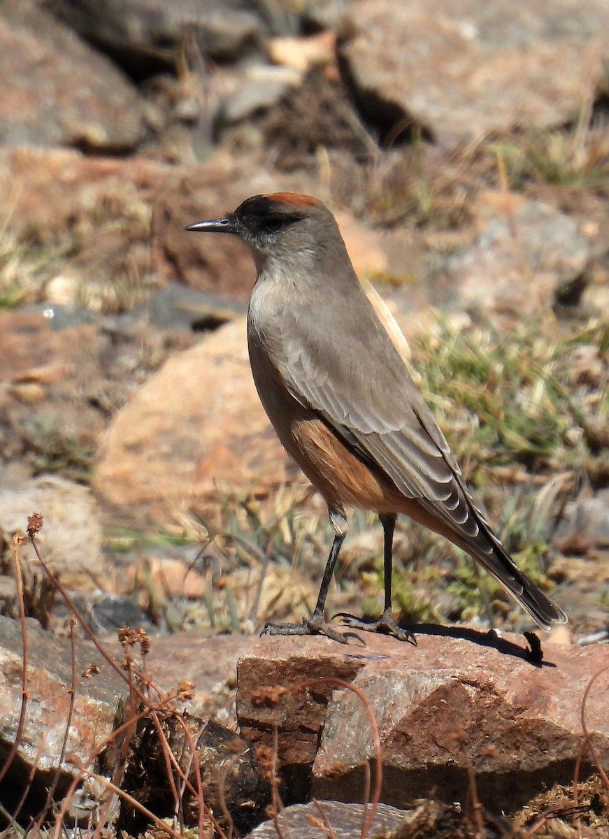 Cinnamon-bellied Ground-Tyrant - ML549325991