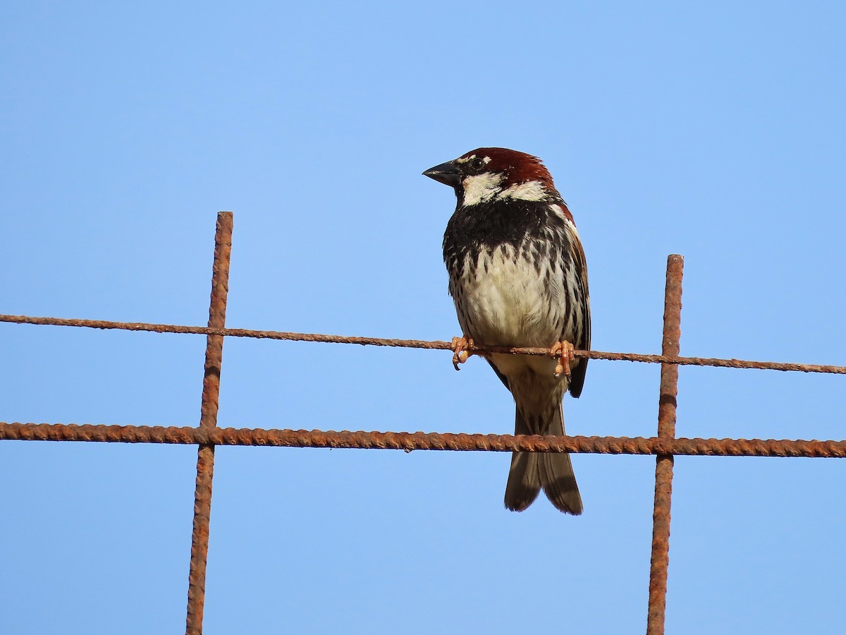 Spanish Sparrow - ML549327131