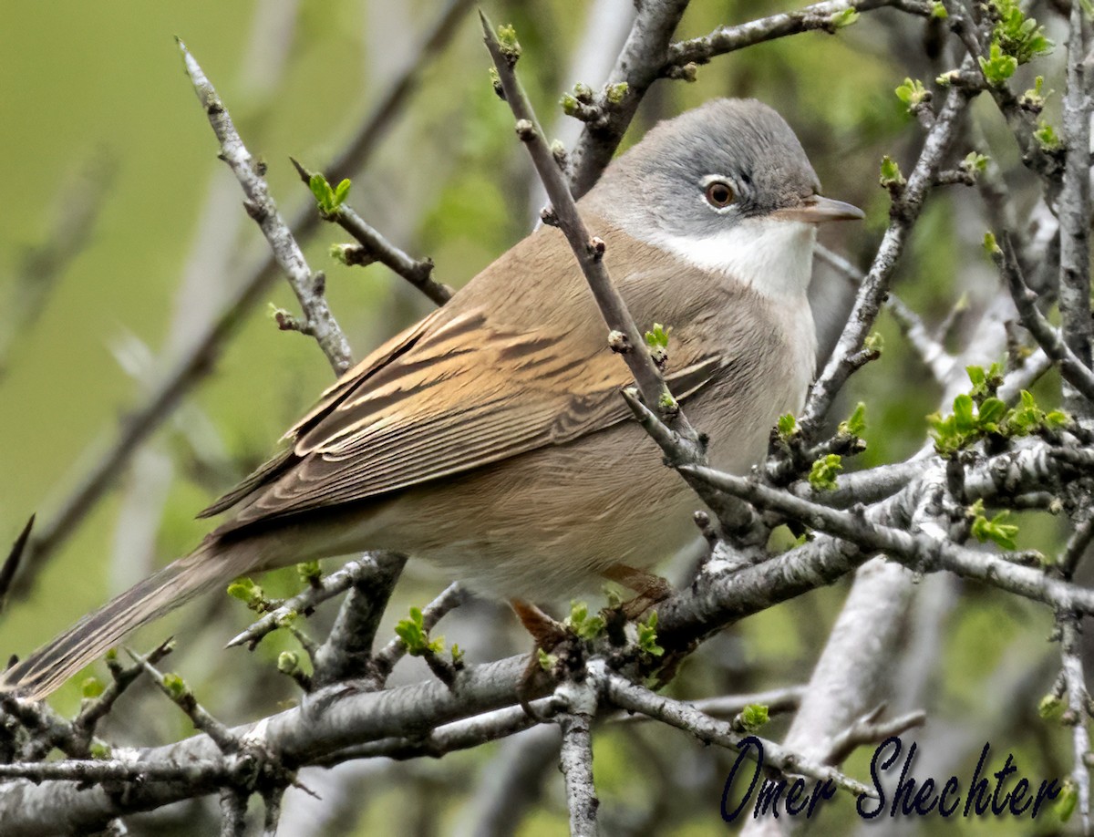 Greater Whitethroat - ML549328851