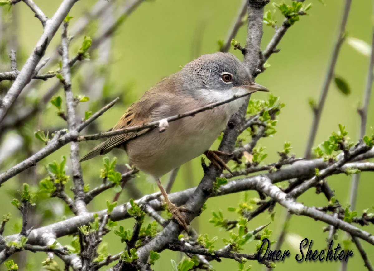 Greater Whitethroat - ML549328871