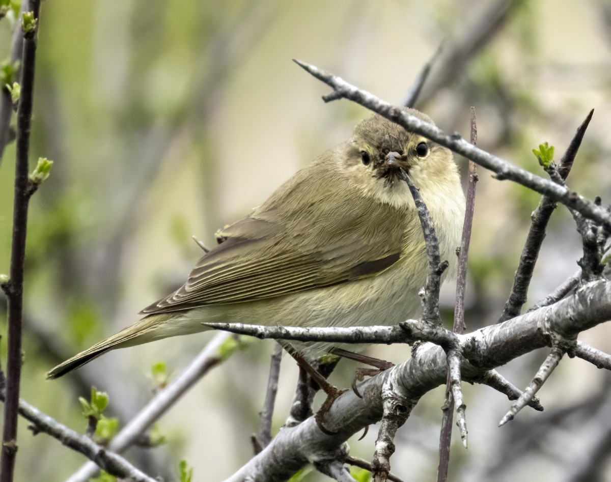 Common Chiffchaff - ML549329961