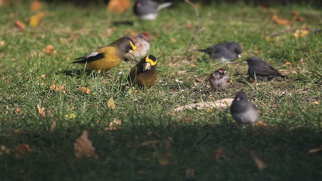 Evening Grosbeak - ML549330091