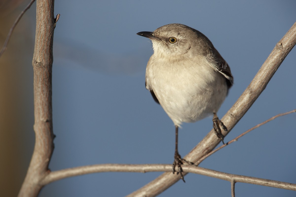 Northern Mockingbird - ML549330301