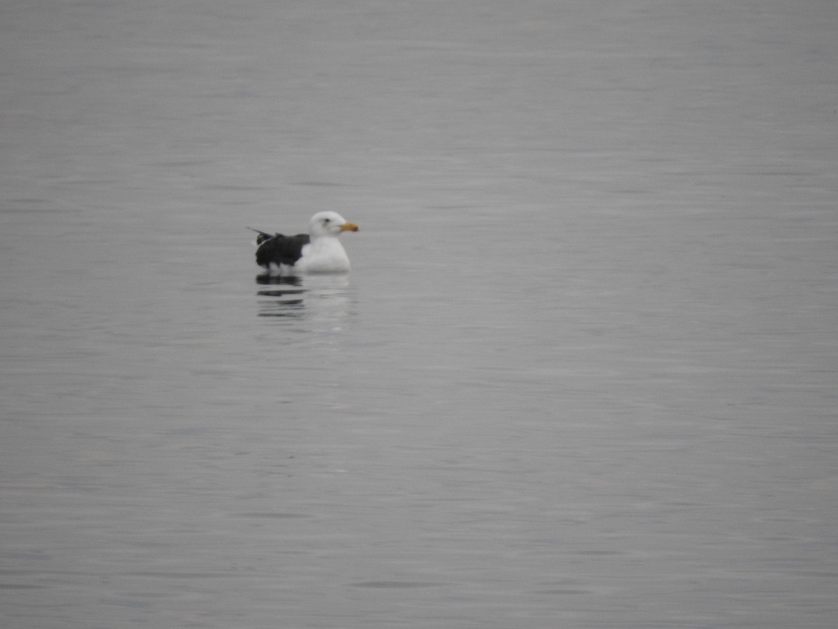 Great Black-backed Gull - ML549330581