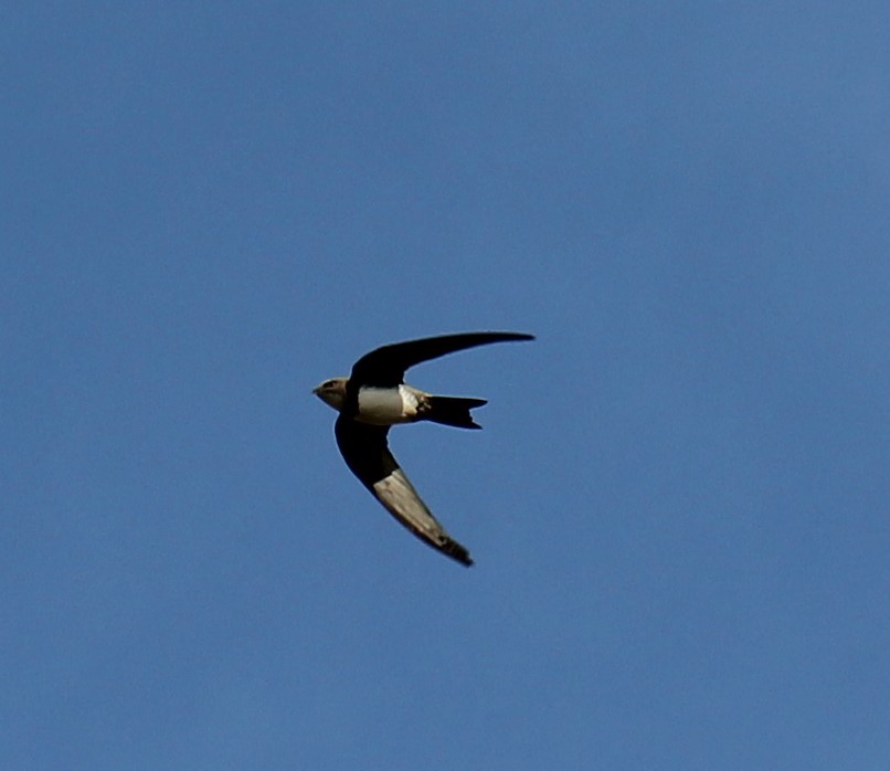 Alpine Swift - Brian Hedley