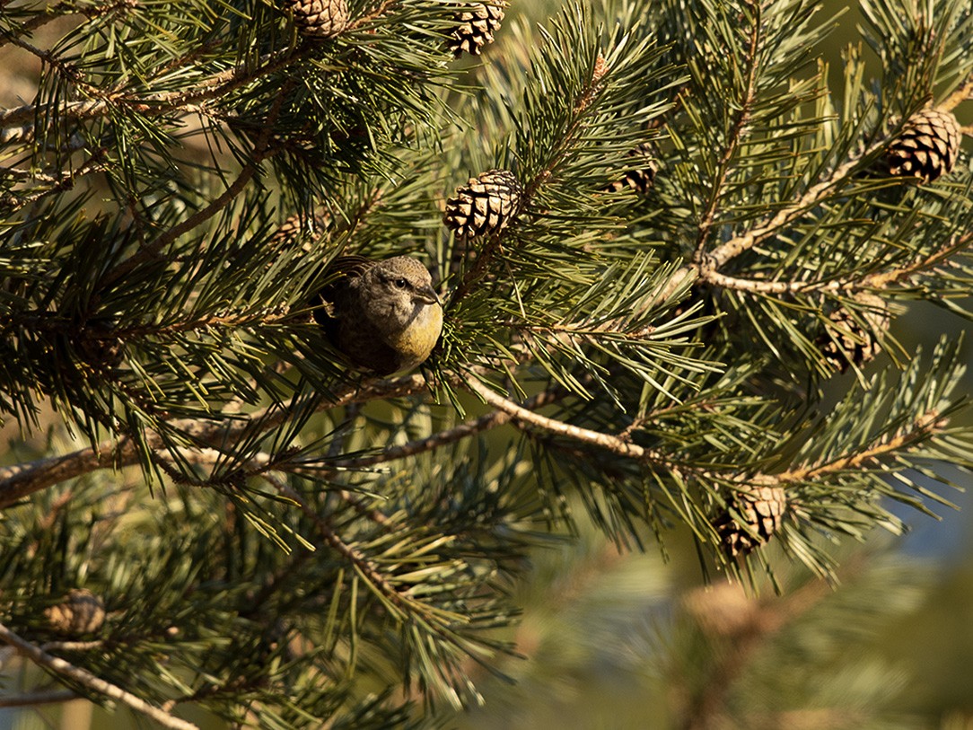 Red Crossbill - ML549332661