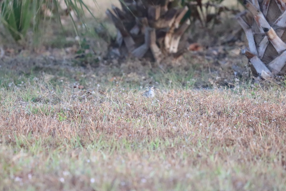 Lark Sparrow - ML549333761