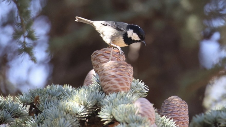 Mésange noire (ledouci/atlas) - ML549336121