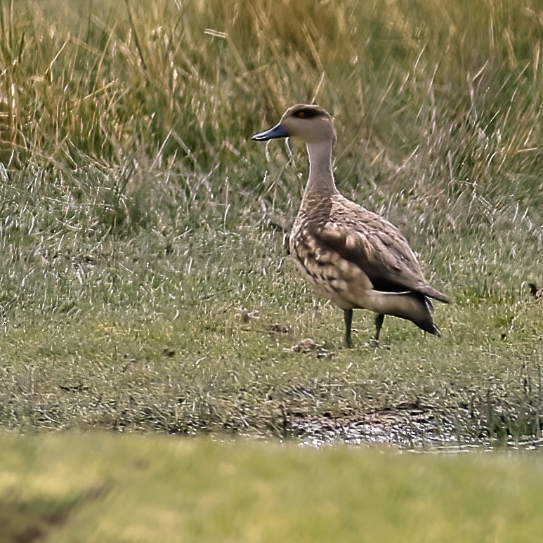 Canard huppé - ML549337201