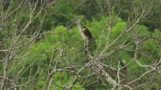 Orange-breasted Falcon - ML549338341