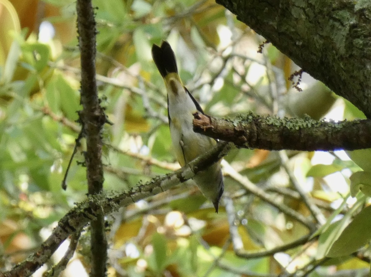 American Redstart - ML549338391