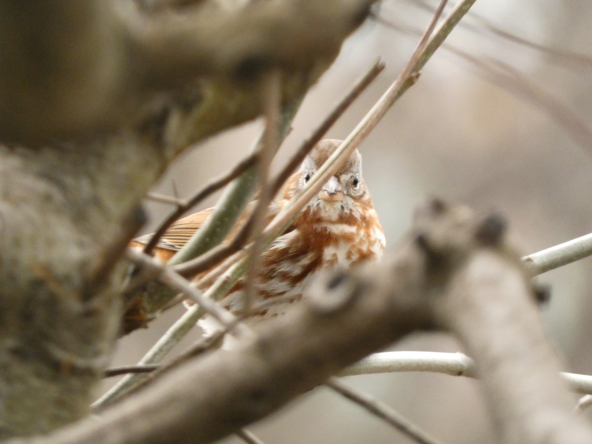 Fox Sparrow - ML549339121