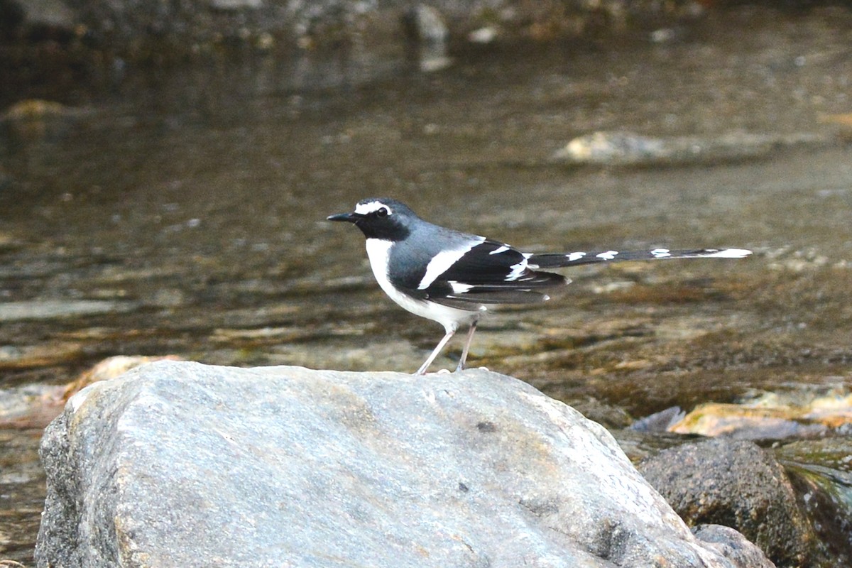 Slaty-backed Forktail - ML549339181