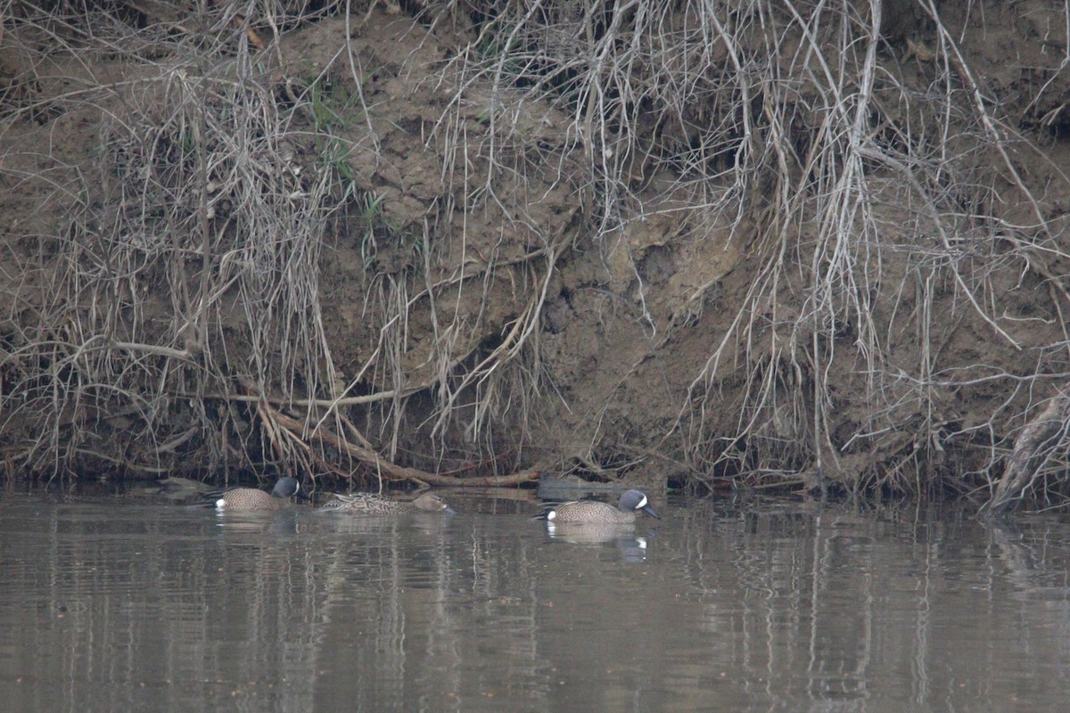 Blue-winged Teal - ML549340251