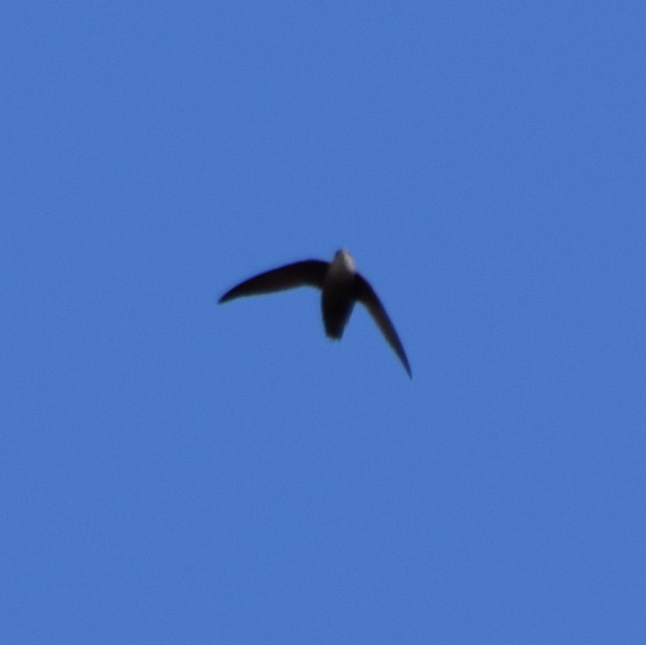 Chimney Swift - ML54934191