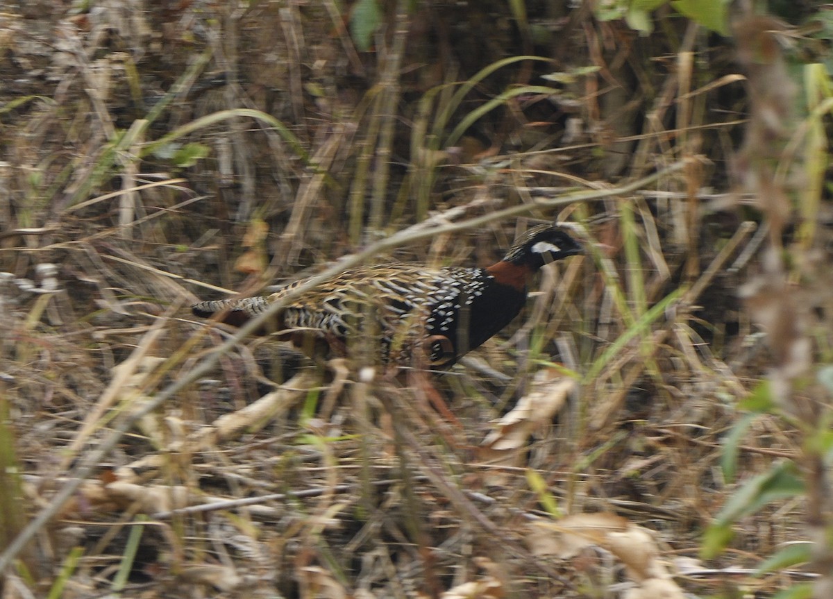 Black Francolin - ML549342021