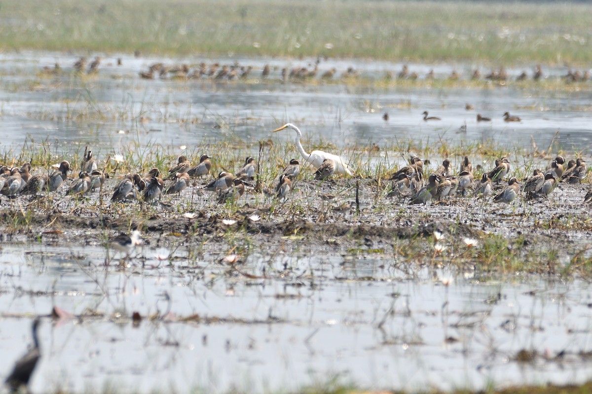 Garganey - ML549344091