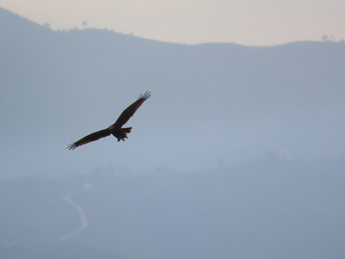 Western Marsh Harrier - ML549344171