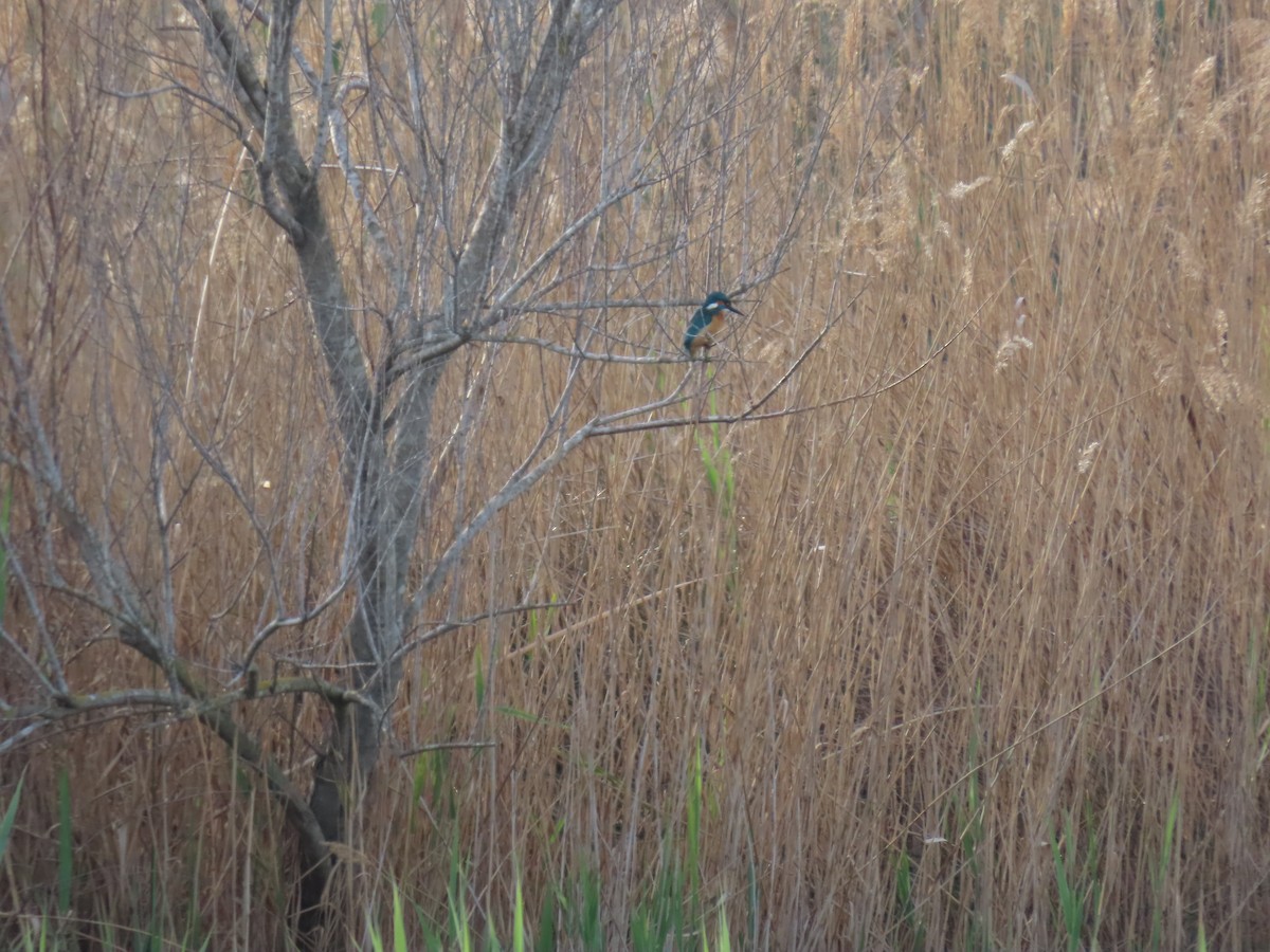 Common Kingfisher - ML549344381