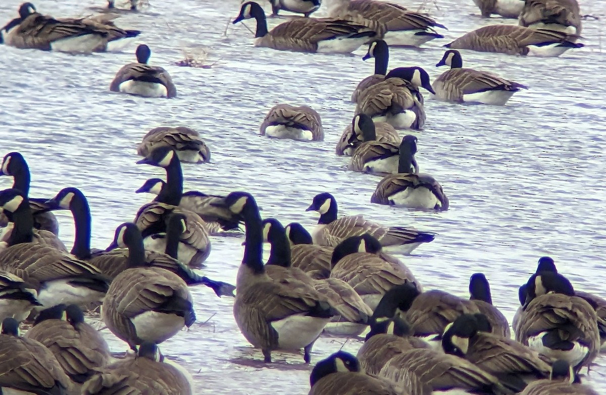 Cackling Goose - Matthew Tobey