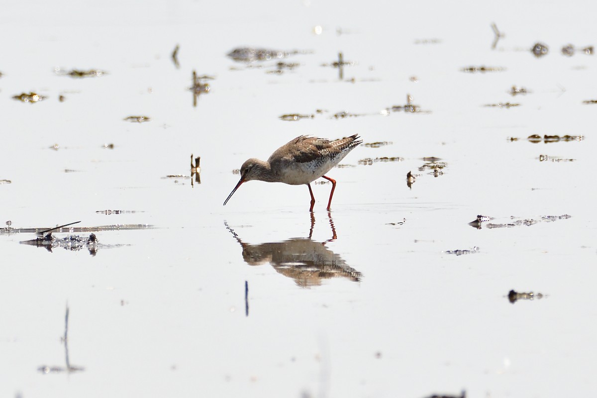 Spotted Redshank - ML549344491