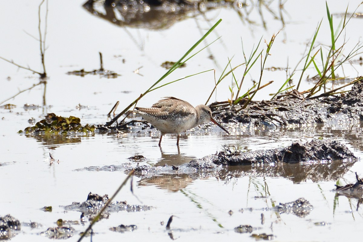 Spotted Redshank - ML549344501