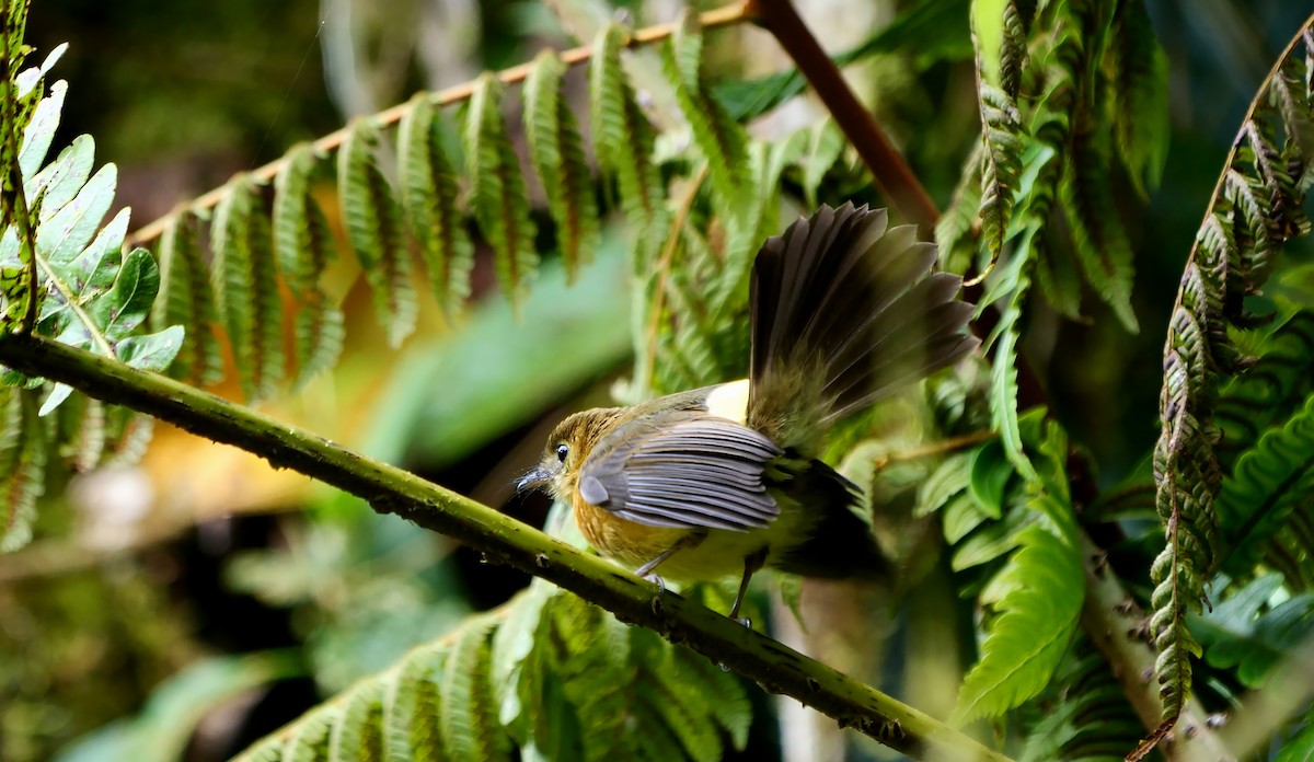 Sulphur-rumped Flycatcher - ML549344521