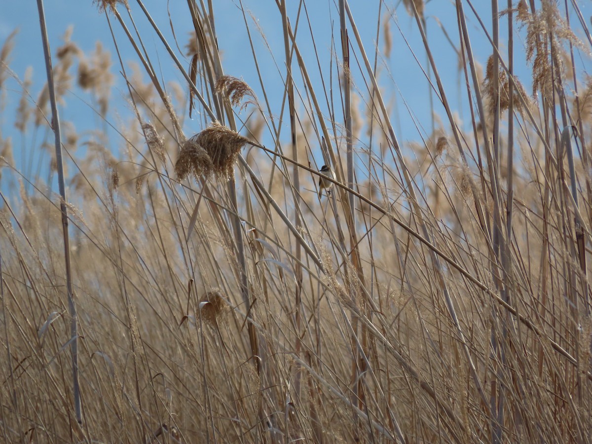 Moustached Warbler - David Boso Dafonte