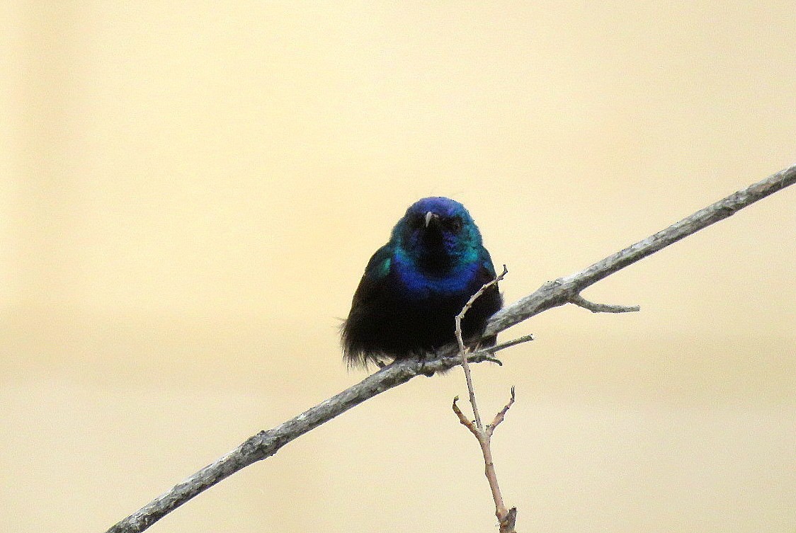 Palestine Sunbird - Michael Bowen