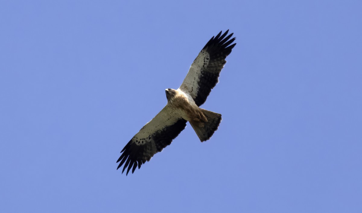 Booted Eagle - ML549344881