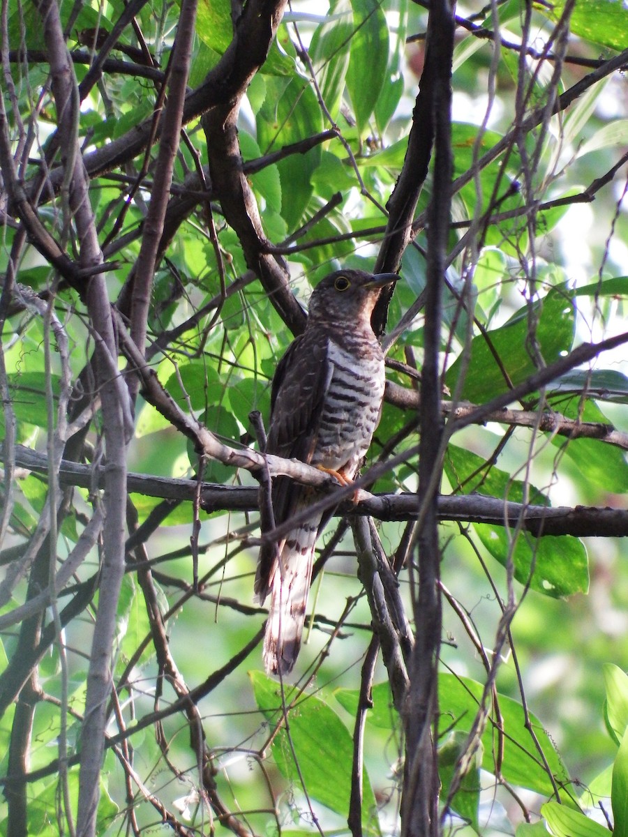 Indian Cuckoo - ML54934521