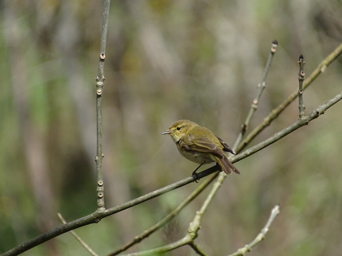 Iberian Chiffchaff - ML549346421