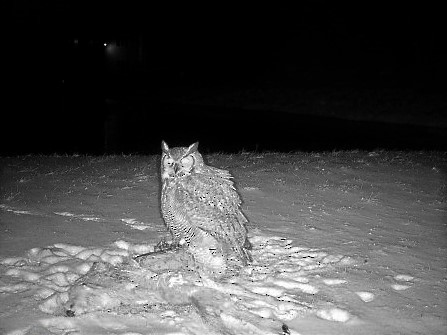 Great Horned Owl - ML549346481