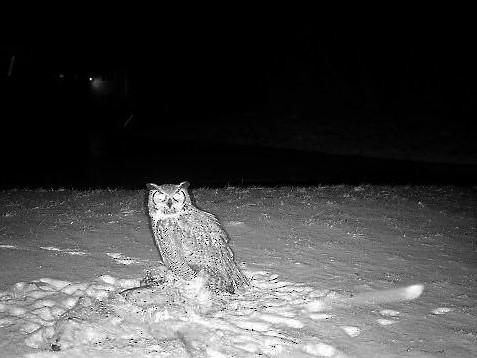 Great Horned Owl - ML549346601