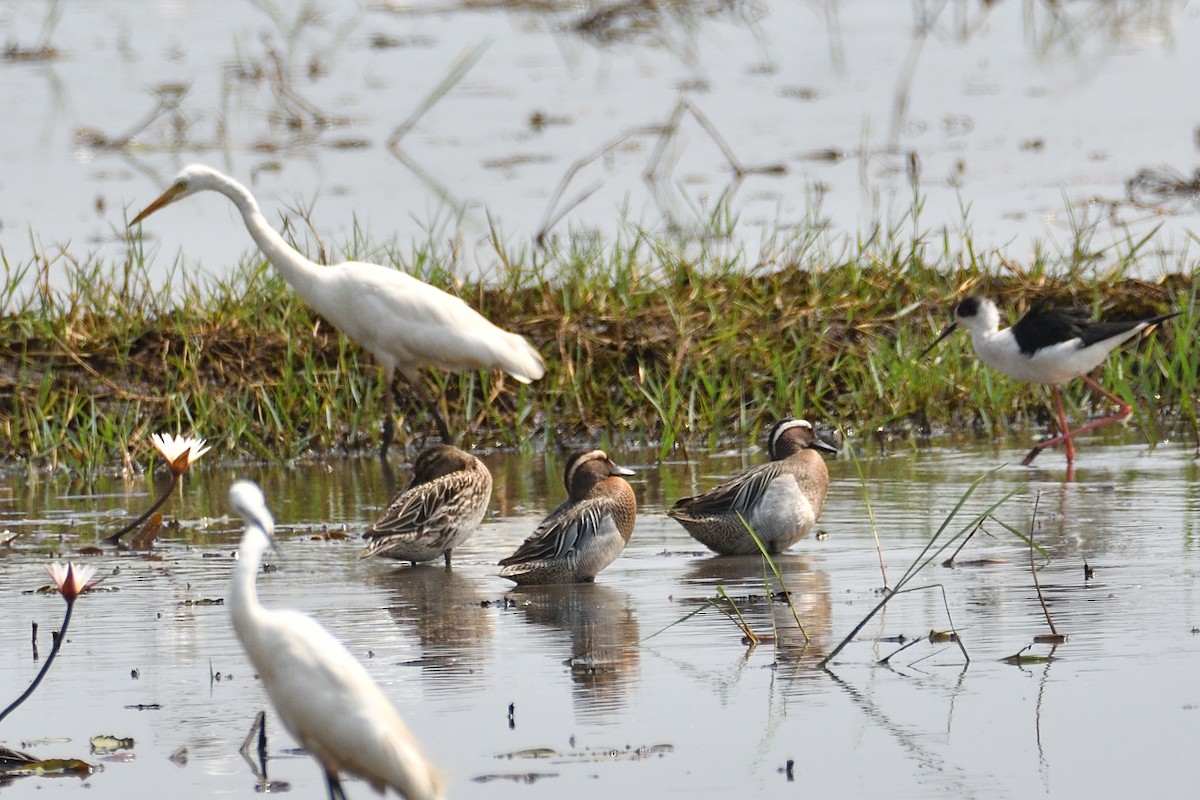 Garganey - ML549348281