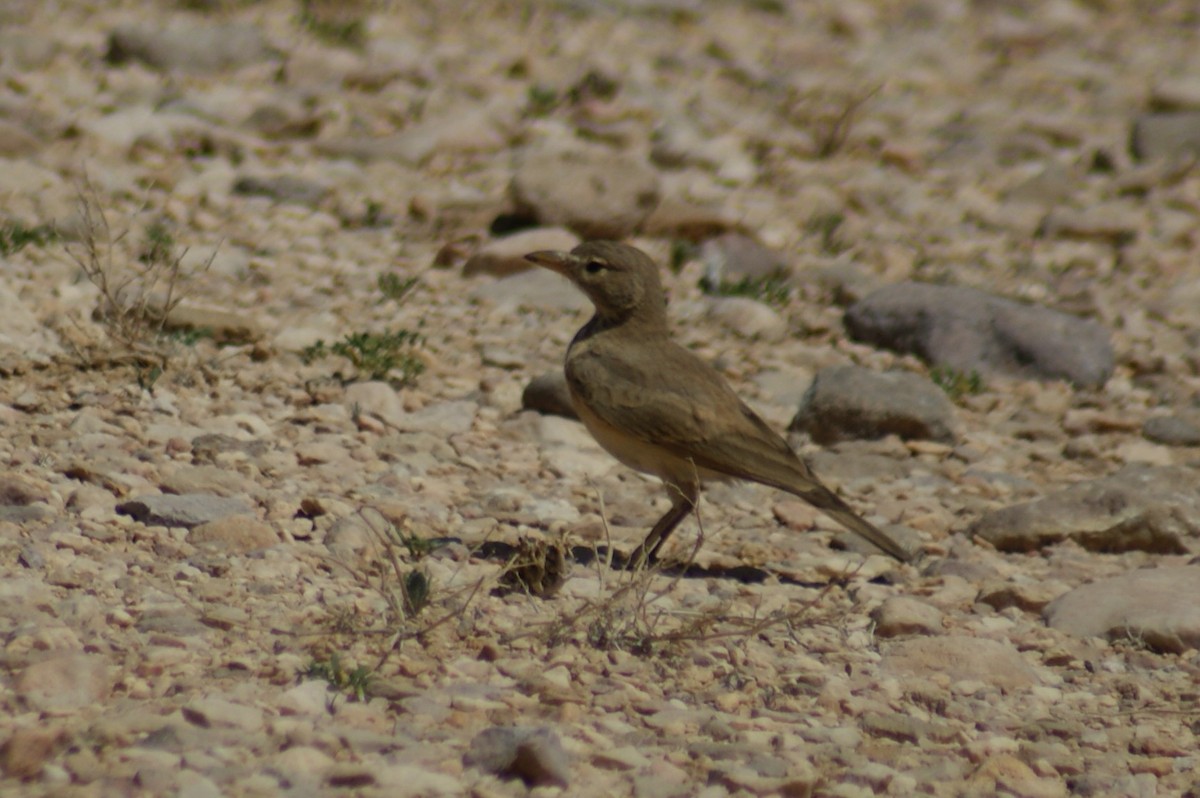 Desert Lark - ML549348901