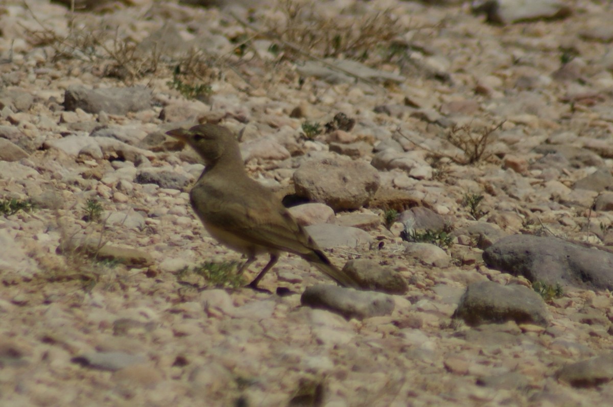 Desert Lark - ML549348981