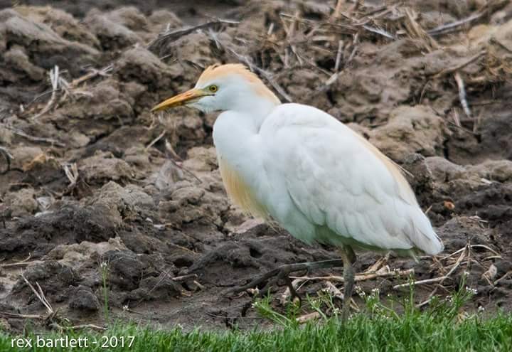 Western Cattle Egret - ML54935021