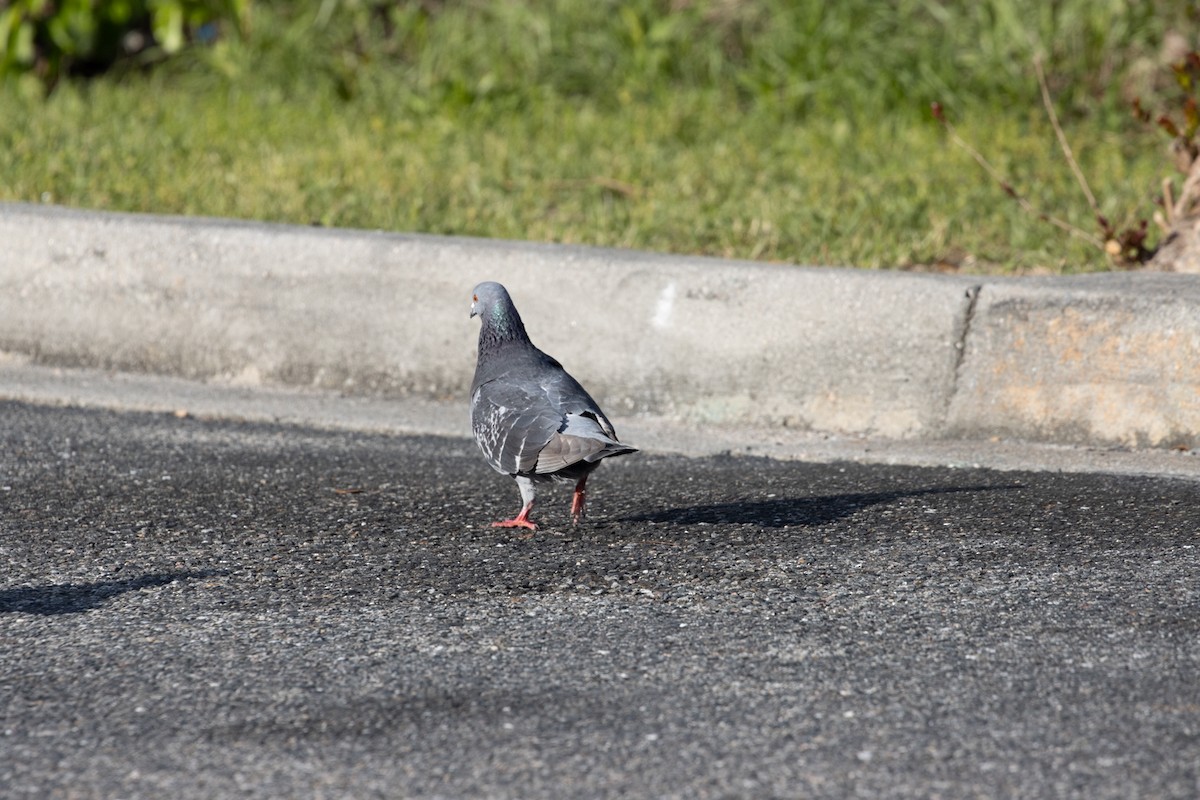 Rock Pigeon (Feral Pigeon) - ML549350301