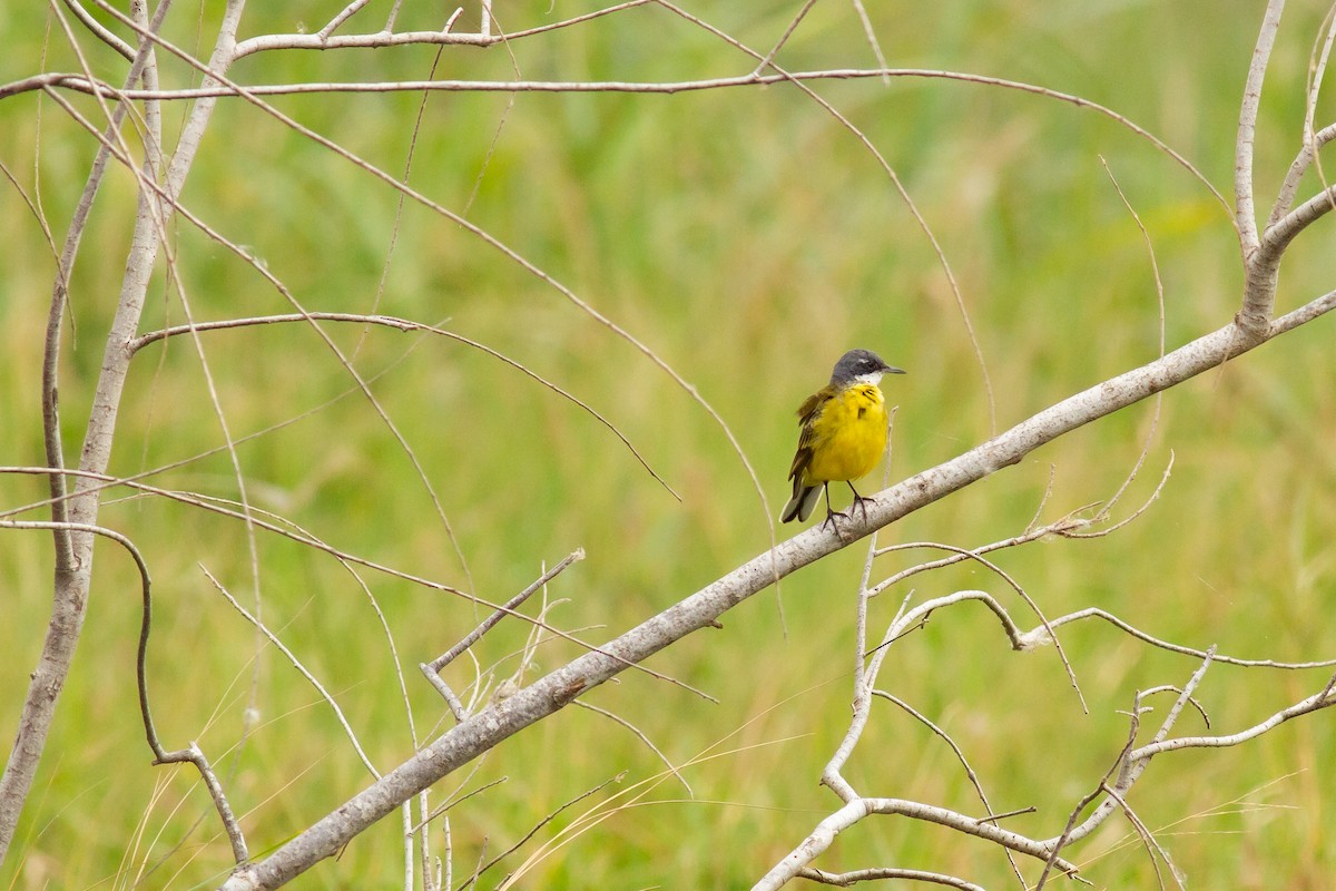 Western Yellow Wagtail (iberiae/cinereocapilla/pygmaea) - Frédéric Bacuez